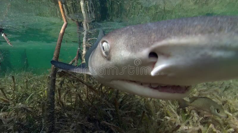 Juvenile Lemon Shark (Negaprion brevirostris) in the mangroves of North Bimini