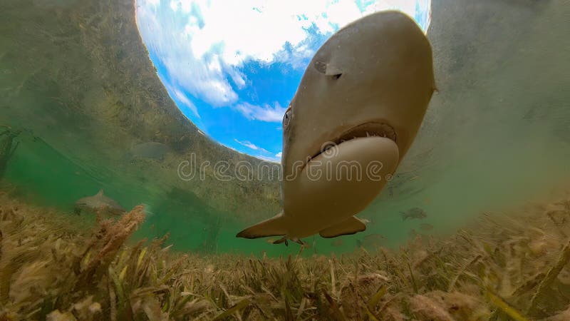 Juvenile Lemon Shark (Negaprion brevirostris) in the mangroves of North Bimini