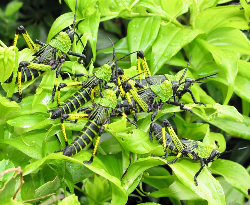Juvenile locusts feeding on leafes stock photo