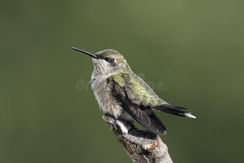 Juvenile Blond Non-Professional Throated Out 1