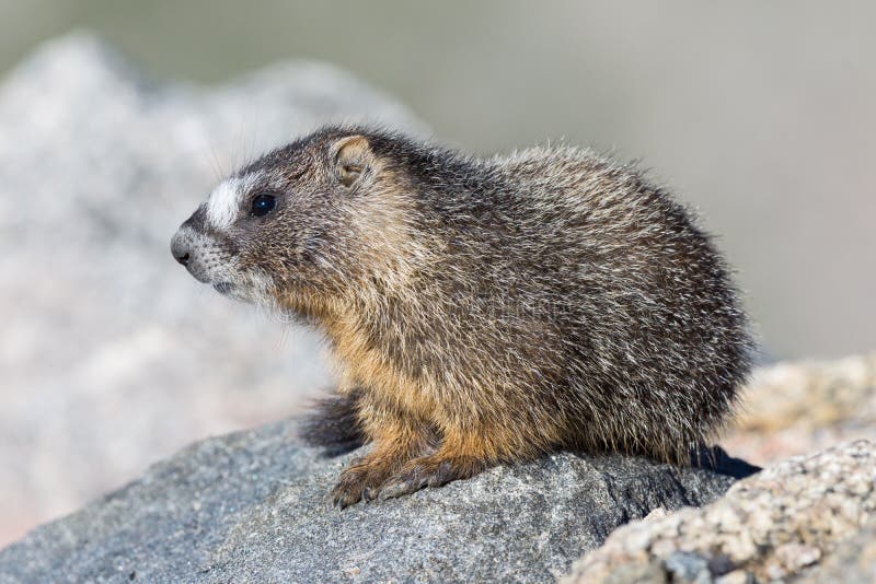 Juvenile Marmot Resting on Rock at the Top of Mount Evans, Colorado