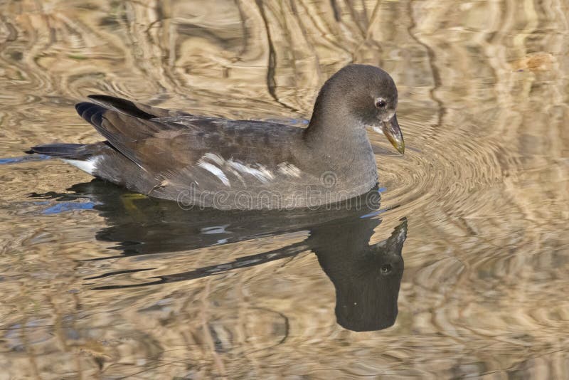 Download A Juvenile Moorhen On Southampton Common Stock Image - Image of reflection, golden: 104500463