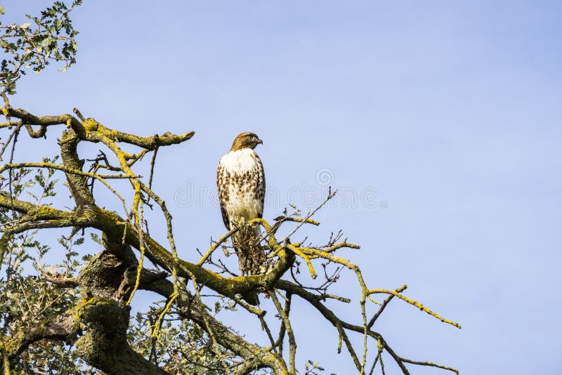 Juvenile Red-tailed Hawk (Buteo jamaicensis) perched on an oak tree branch, Coyote Valley Open Space Preserve, Morgan Hill, south royalty free stock images Juvenile Red-tailed Hawk (Buteo jamaicensis) perched on an oak tree branch, Coyote Valley Open Space Preserve, Morgan Hill, south royalty free stock images