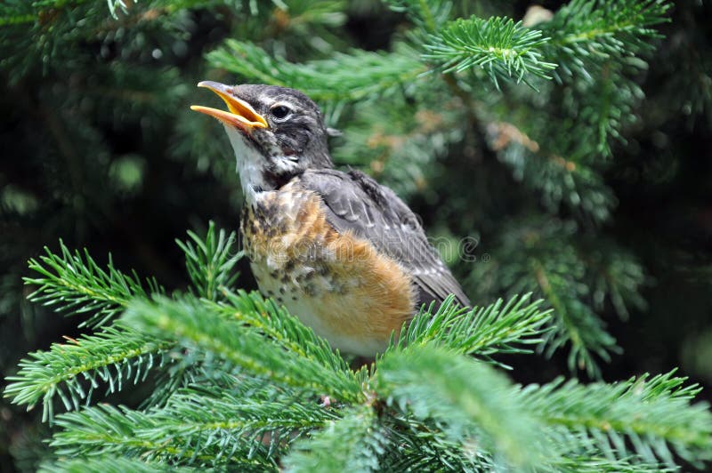 Juvenile Robin