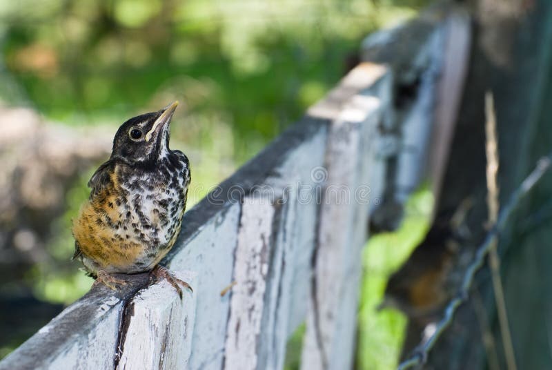 Juvenile Robin