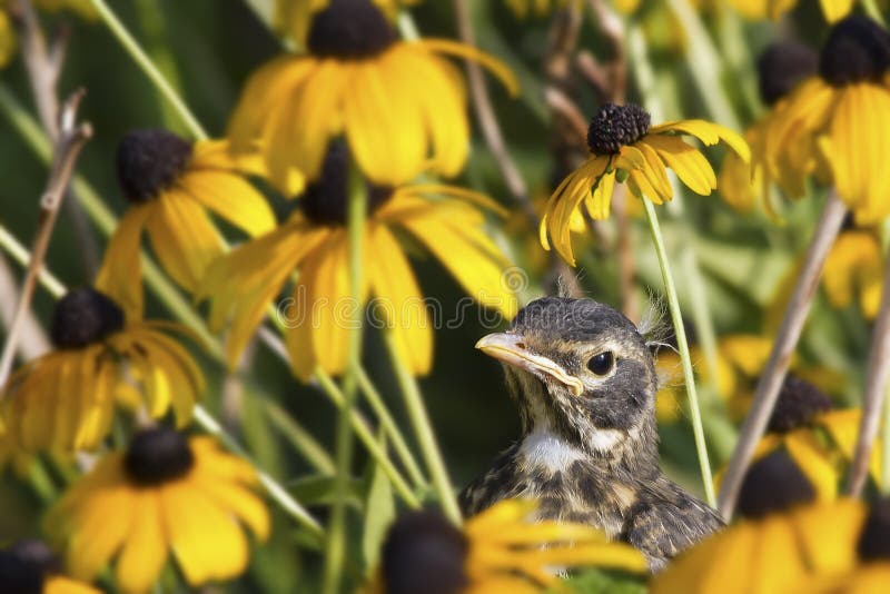 Juvenile Robin in Yellow Flowers