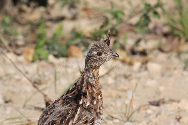 Juvenile ruffed grouse in the fall stock photo