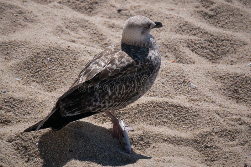 Juvenile seagull / herring gull with foot impaled on a discarded fishing hook royalty free stock photography Juvenile seagull / herring gull with foot impaled on a discarded fishing hook royalty free stock photography