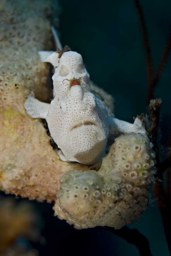 Juvenile Warty frogfish.