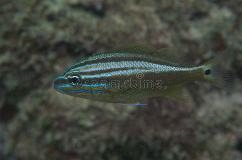 White Grunt Fish Reef Stock Photos Free & RoyaltyFree Stock Photos