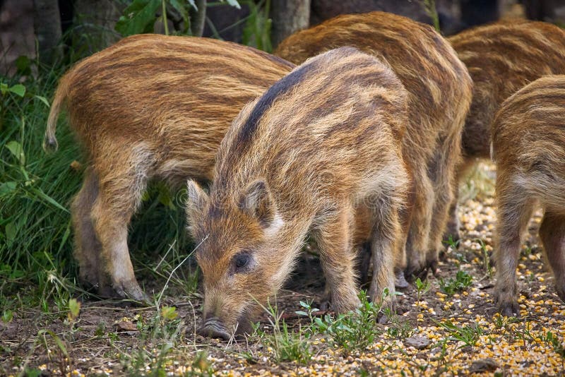 Juvenile wild hogs.