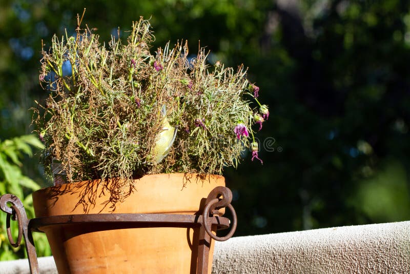Juvenile Yellow Warbler Hangs Upside Down in a Potted Plant Stock Image