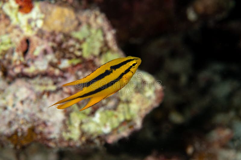 Juvenille Yellowtail Damselfish, Neoglyphidodon nigroris in a tropical coral reef iof Andaman sea