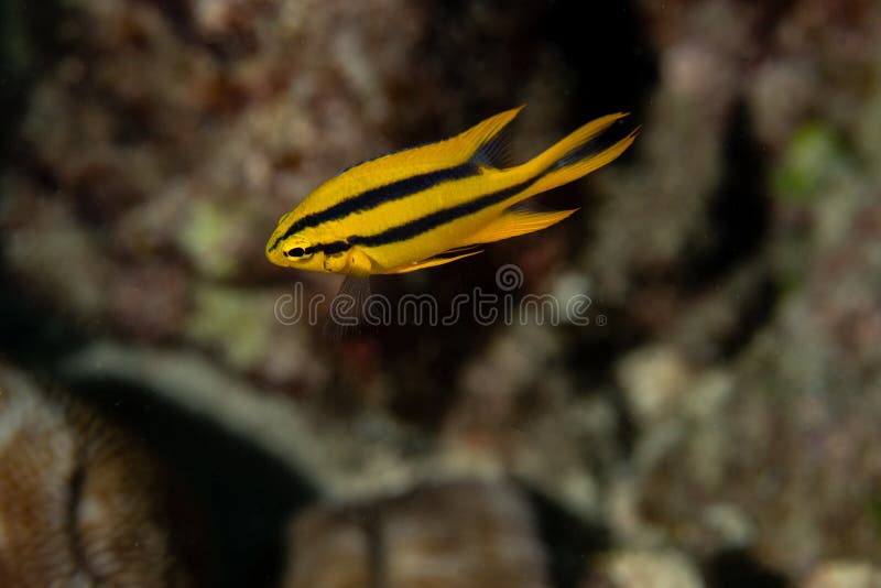 Juvenille Yellowtail Damselfish, Neoglyphidodon nigroris in a tropical coral reef iof Andaman sea