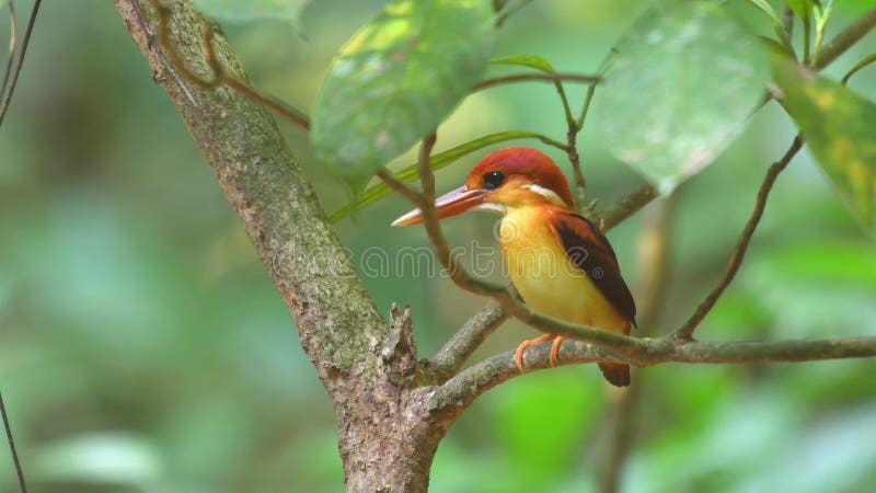 Juville rufous-backed kingfisher ceyx rufidorsa in nature background