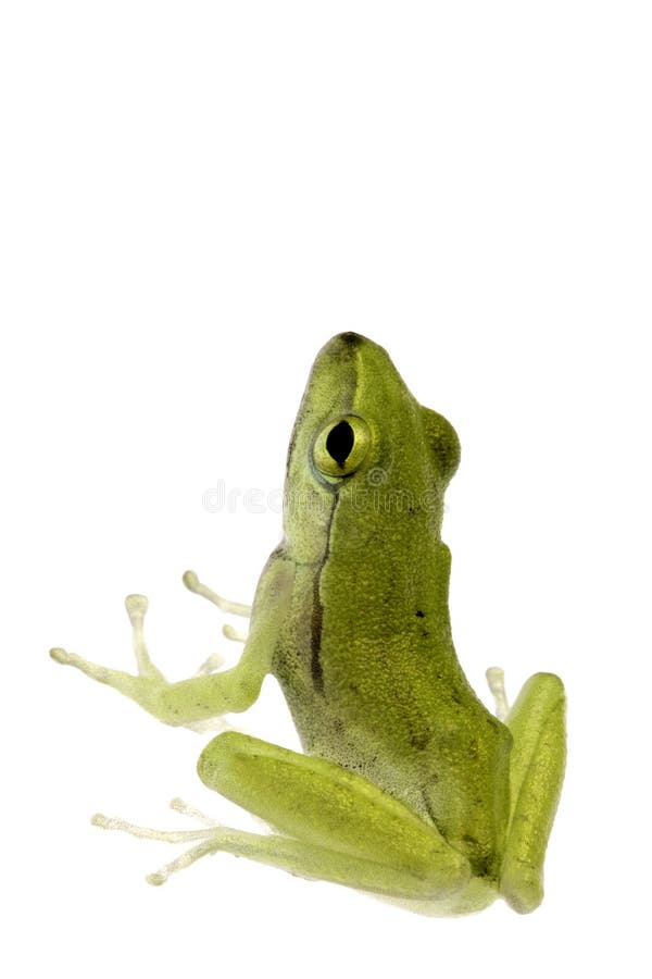 Isolated macro image of a juvenile frog. Isolated macro image of a juvenile frog.