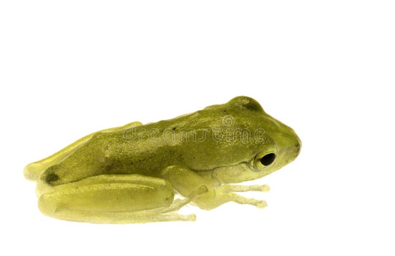 Isolated macro image of a juvenile frog. Isolated macro image of a juvenile frog.