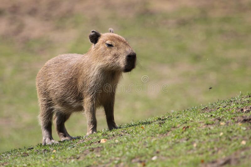 The capybara juvenile standing on the grass. The capybara juvenile standing on the grass.