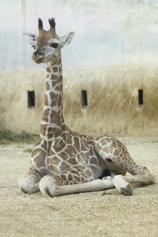 The lying Rothschild giraffe juvenile (Giraffa camelopardalis rothschildi). The lying Rothschild giraffe juvenile (Giraffa camelopardalis rothschildi)