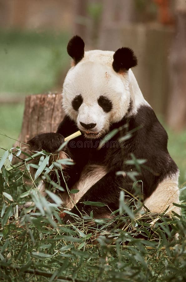 A giant panda rests against a stump eating bamboo. Photographed at the National Zoo. A giant panda rests against a stump eating bamboo. Photographed at the National Zoo.