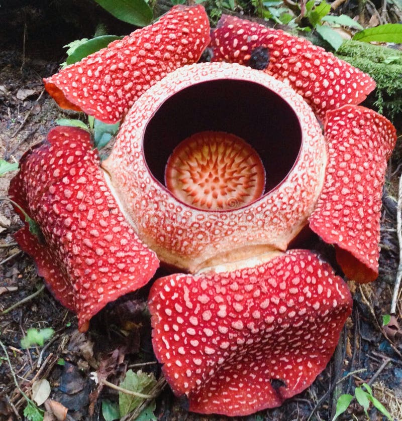 Jätte rafflesia arnoldii blomstingande corpse lily indonesia asia sumatra borneo