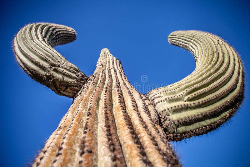 Jätte- Saguarokaktus - horisontalnärbild royaltyfri bild Jätte- Saguarokaktus - horisontalnärbild royaltyfri bild