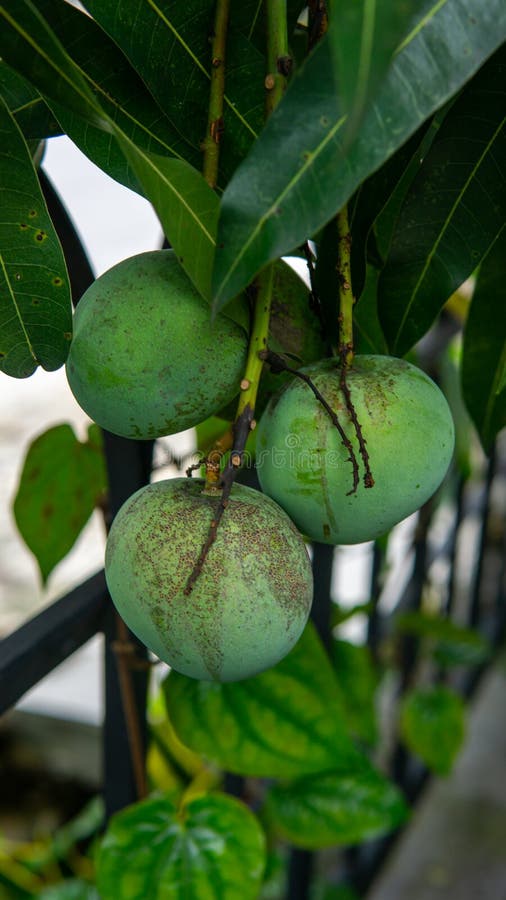 Jóvenes frutos de mango verde sin madurar colgando del árbol. Un grupo de jóvenes frutos de mango verde sin maduros colgando del árbol. enfoque selectivo en primer plano