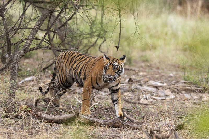Jóvenes tigres caminando, Parque Nacional Ranthambhore, Rajasthan, India fotos de archivo Jóvenes tigres caminando, Parque Nacional Ranthambhore, Rajasthan, India fotos de archivo