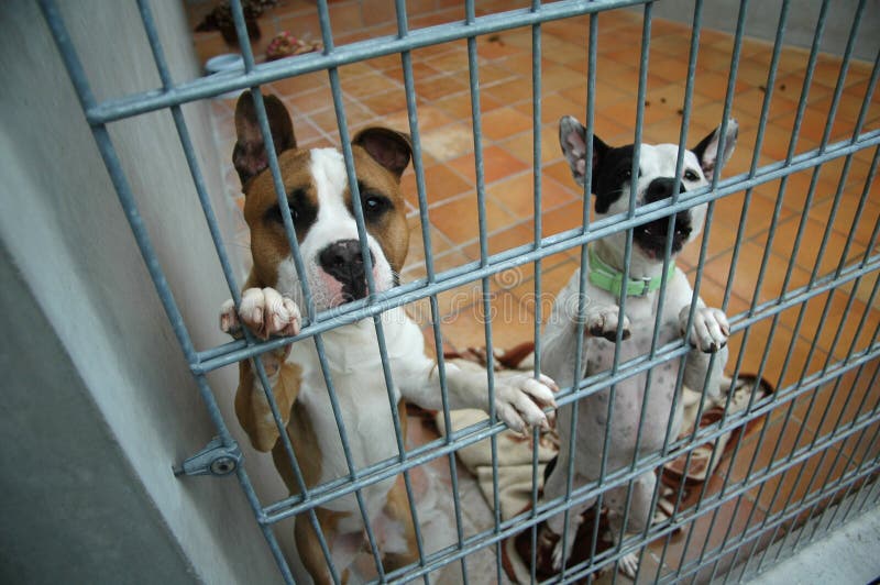 Chinesische Foo Hunde stockbild. Bild von buddhistisch 5879715