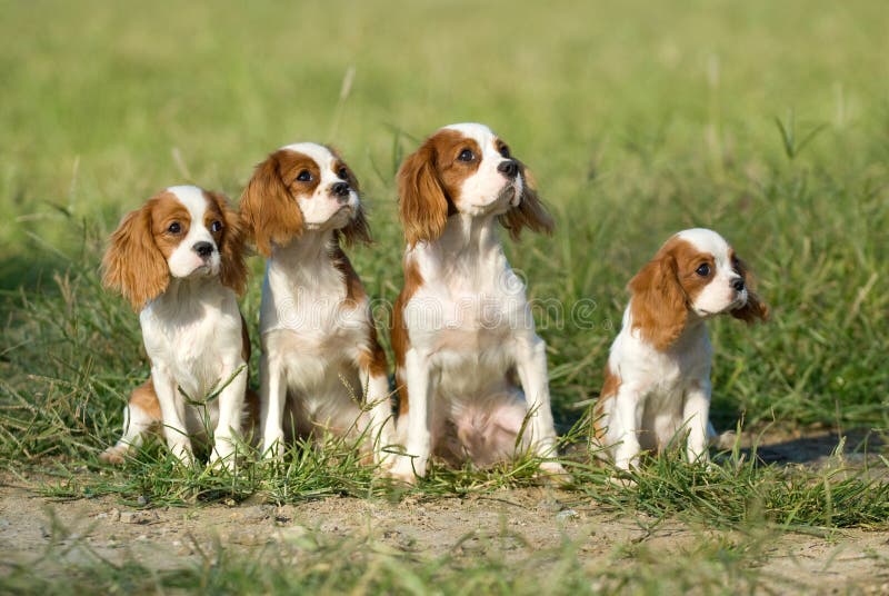 Spaniel Königs Charles, Das Die Kamera Liegt Auf Einem Gelben