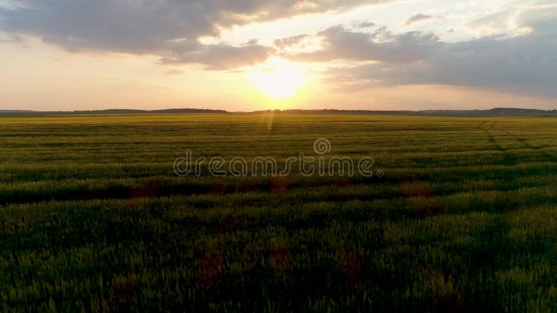 4K Aerial drone footage. Fly over wheat field at sunset. Dolly shot