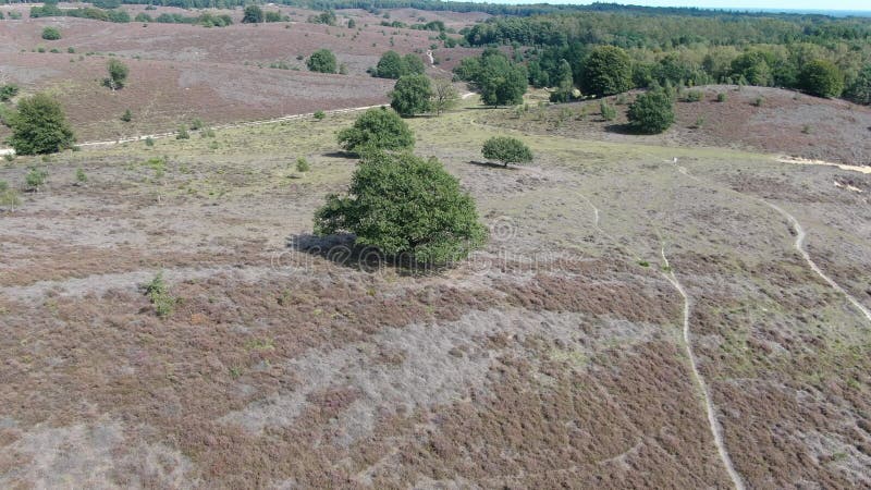 4k aerial video rotating around tree as focus point on purple flowering heath in national park the Veluwe