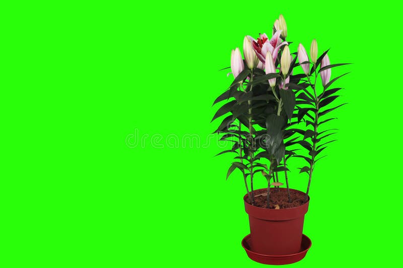 4K.Blooming pink lily flower buds green screen