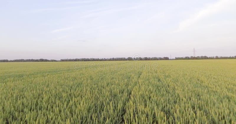 4 k. drone aérien au-dessus du champ de blé. banque de vidéos