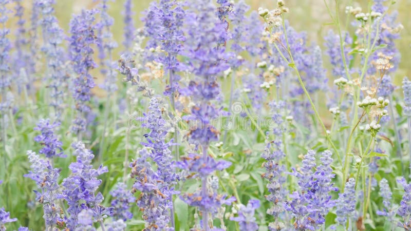 4k lengte Blauwe salvia blauwe wijze bloem Mooie violette bloemen op de weide met gras