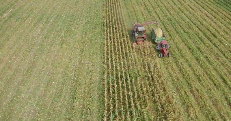 4K longueur aérienne - vue d'oiseaux de maïs de récolte mécanisée sur un champ en automne tôt banque de vidéos