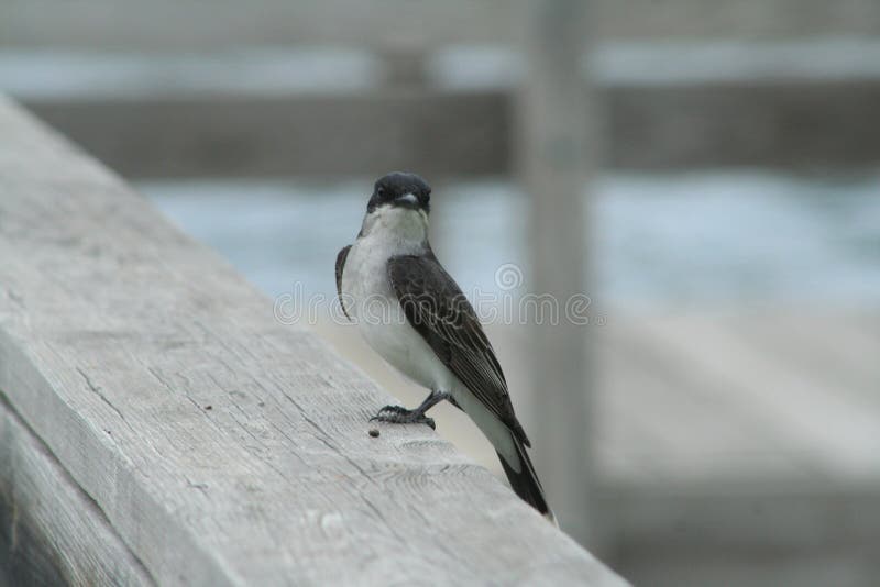 K?nig Bird Tyrannus Tyrannus lizenzfreie stockfotografie K?nig Bird Tyrannus Tyrannus lizenzfreie stockfotografie