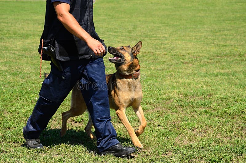 K9 Dog In Training, Attack Demonstration Stock Image Image of