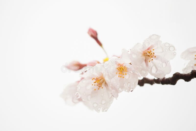 K?rsb?rsr?d blomning eller sakura som isoleras p? vit royaltyfri bild K?rsb?rsr?d blomning eller sakura som isoleras p? vit royaltyfri bild