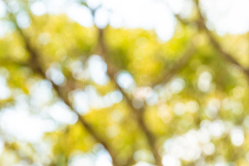 K?rsb?rsr?d blomning i v?ren f?r bakgrunds- eller kopieringsutrymme f?r text arkivfoto K?rsb?rsr?d blomning i v?ren f?r bakgrunds- eller kopieringsutrymme f?r text arkivfoto