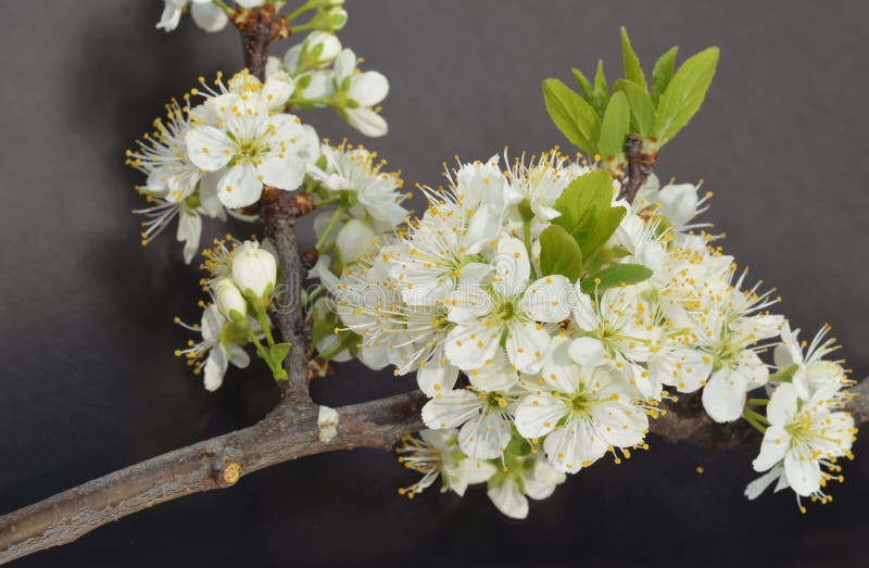 K?rsb?rsr?d blomning som isoleras p? svart bakgrund Blomma för filial för körsbärsrött träd royaltyfri fotografi K?rsb?rsr?d blomning som isoleras p? svart bakgrund Blomma för filial för körsbärsrött träd royaltyfri fotografi