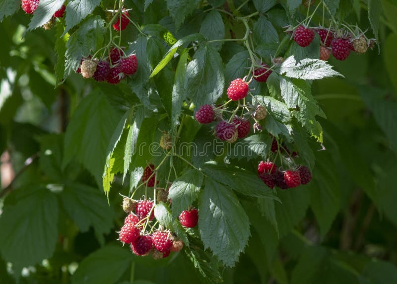 K?stliche rote Himbeeren stockfoto K?stliche rote Himbeeren stockfoto