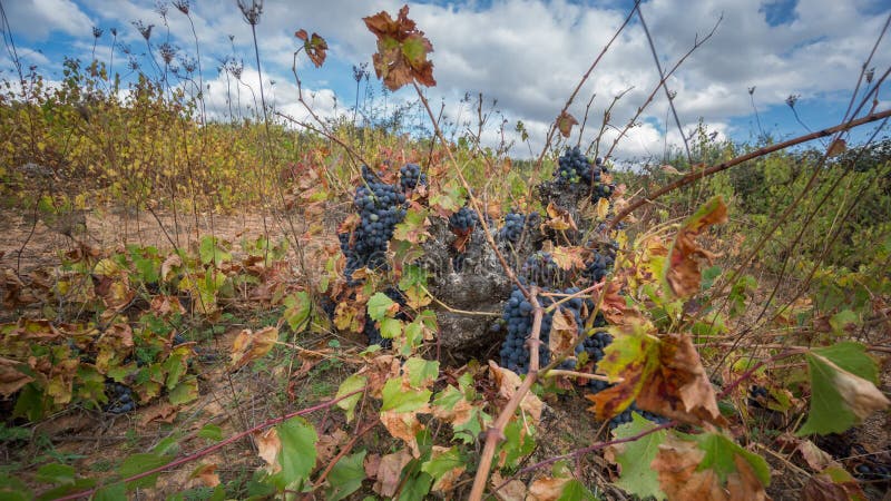 4K Time Lapse of neglected vineyard with bunch of grapes (Sliding camera)