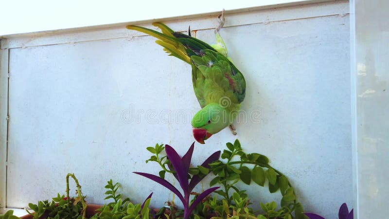 4K video dichte omhooggaand van een groene papegaai die op een venster hangen Het voeden met groene bloem Het is in Marrakech, Ma