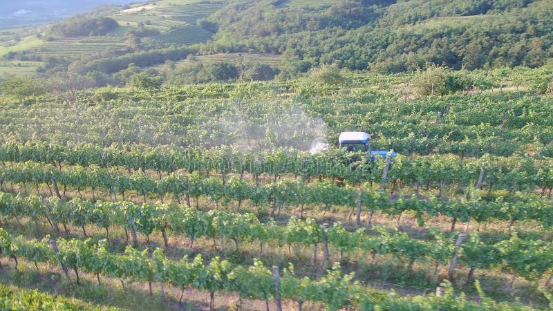 4k Widok z lotu ptaka na opryski traktorów w winnicy wczesnym porankiem letnim