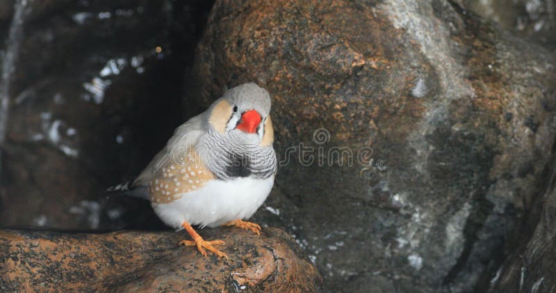 4K ζέβες Finch UltraHD, guttata Taeniopygia από τον καταρράκτη