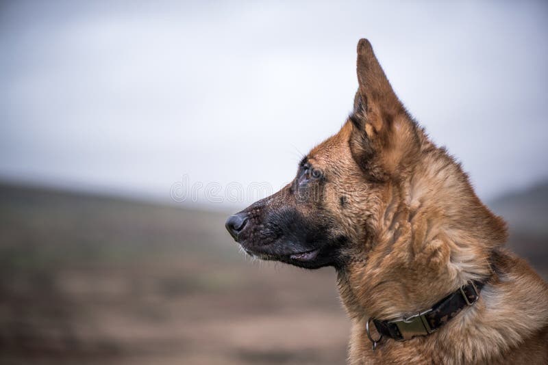 K9 πορτρέτο σκυλιών ασφάλειας εργασίας στοκ φωτογραφίες K9 πορτρέτο σκυλιών ασφάλειας εργασίας στοκ φωτογραφίες