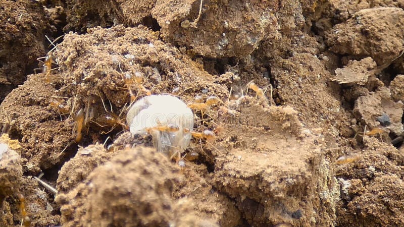 4K στενή επάνω πυροβοληθείσα ομαδική εργασία του μυρμηγκιού που κινείται στο ξηρό έδαφος χωρών