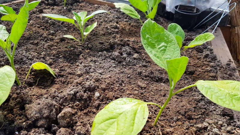 4k видео закрытие ярко-зеленых молодых растений баклажанских саженцев, посаженных на плодородную почву. растительные саженцы a