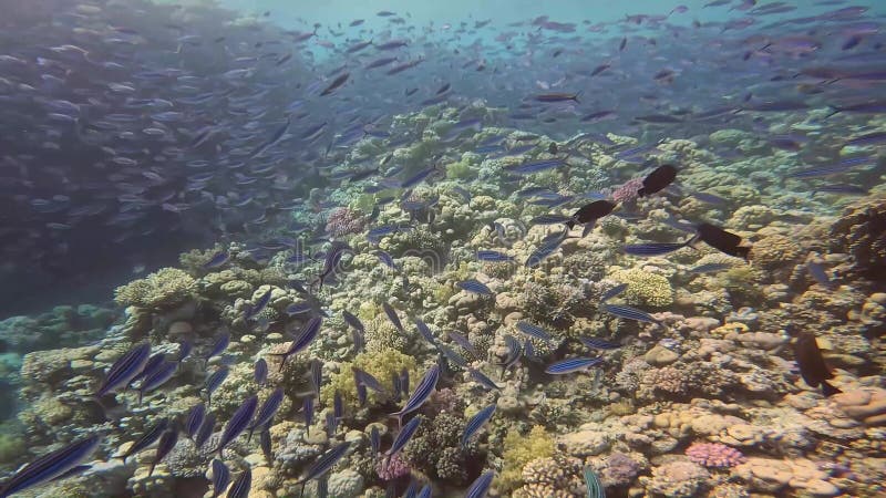 4k видео школы полосатых фузилиеров caesio striata в красном море